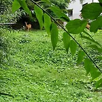 Belaj