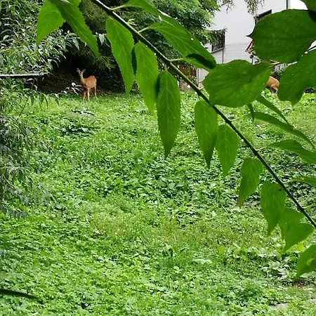 Belaj